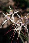 Caladenia hiemalis