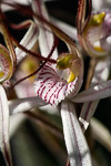 Caladenia hiemalis