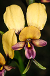 Diuris aff. magnifica
