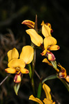 Diuris tinkerii