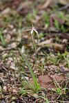 Caladenia longicauda subsp. borealis