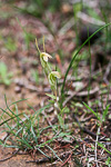Pterostylis aff. nana