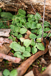 Pterostylis scabra