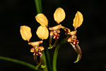 Diuris recurva