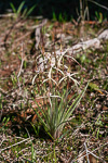 Caladenia exilis subsp. vanleeuwenii