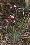 Caladenia footeana