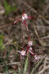 Caladenia footeana
