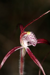 Caladenia footeana
