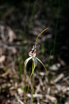 Caladenia longicauda subsp. borealis