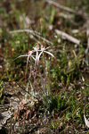 Caladenia vulgata