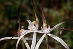 Caladenia vulgata