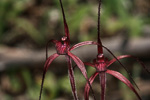 Caladenia filifera