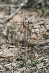 Caladenia filifera
