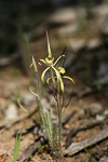 Caladenia xantha