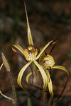 Caladenia xantha