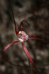 Caladenia footeana