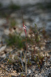 Caladenia footeana