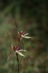 Caladenia polychroma x doutchiae