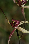 Caladenia polychroma x doutchiae
