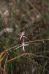 Caladenia polychroma