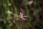 Caladenia polychroma x doutchiae