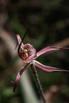 Caladenia polychroma x doutchiae