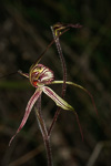 Caladenia falcata x doutchiae