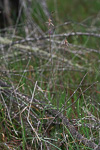 Caladenia falcata x doutchiae