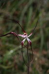 Caladenia polychroma