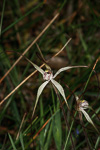 Caladenia polychroma