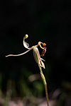 Drakonorchis drakeoides