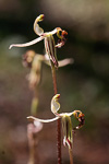 Drakonorchis drakeoides