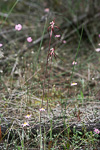 Caladenia chapmanii