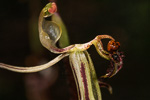 Drakonorchis drakeoides