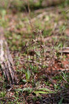 Drakonorchis drakeoides