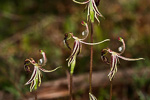 Drakonorchis drakeoides