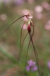 Caladenia chapmanii