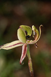 Caladenia roei