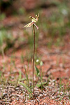 Caladenia roei