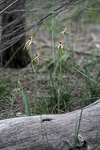 Caladenia magniclavata