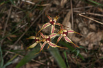 Caladenia magniclavata