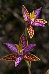 Thelymitra pulcherrima