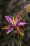 Thelymitra pulcherrima