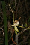 Caladenia uliginosa subsp. candicans