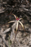 Caladenia radialis