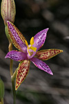 Thelymitra pulcherrima