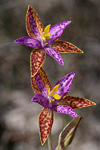 Thelymitra pulcherrima