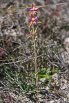 Thelymitra pulcherrima