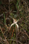 Caladenia aff. polychroma