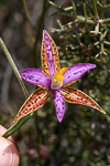 Thelymitra pulcherrima
